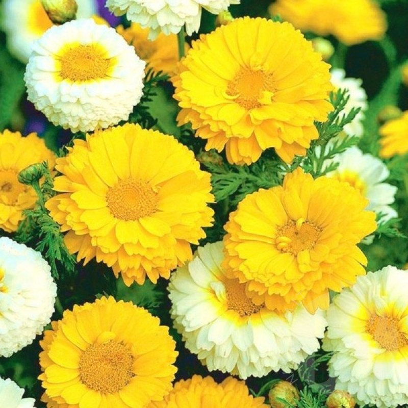 Garland daisy (Chrysanthemum Coronarium mix) 200 seeds (#1359)