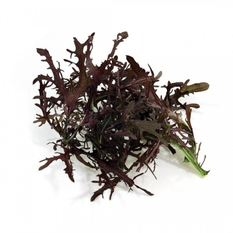 Garstyčia Japoninė (bastutis) (Brassica Juncea Red Frills) sėklos - 300 vnt. (#1580)