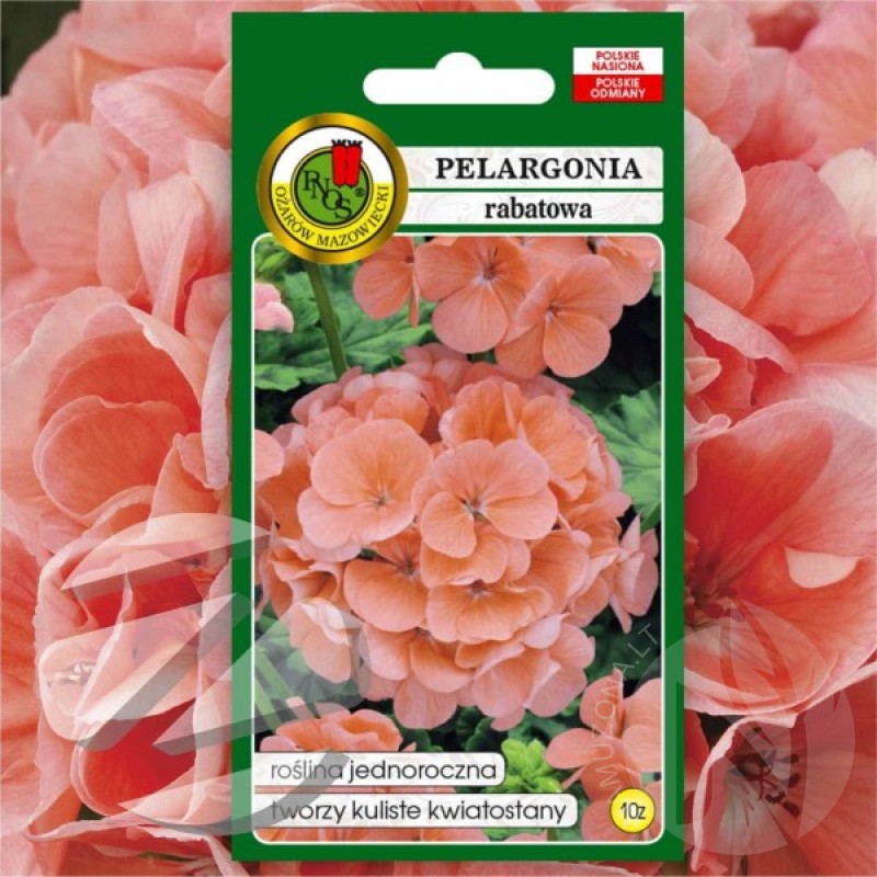 Pelargonija (Pelargonium Zonale) sėklos - 10 vnt. (#2099)