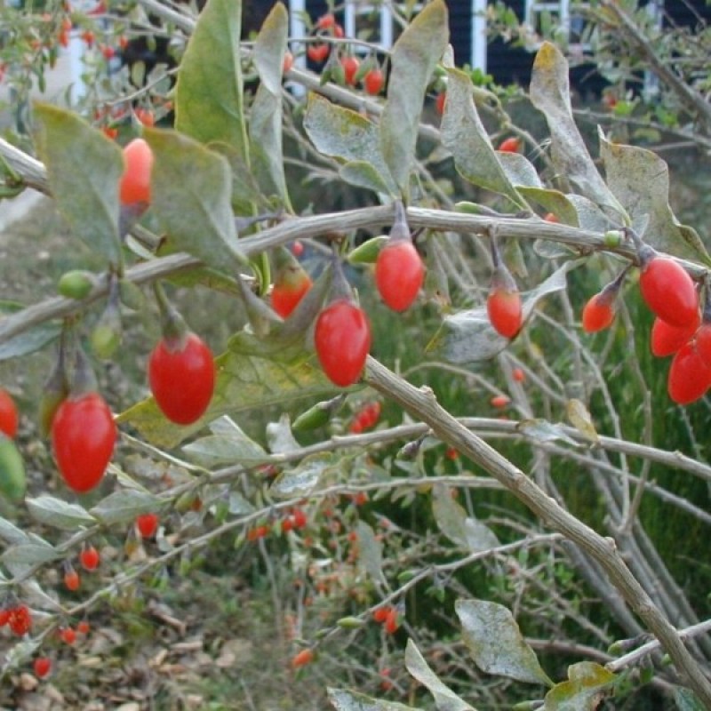 Goji Berry (Lycium Barbarum) 60 seeds (#2201)