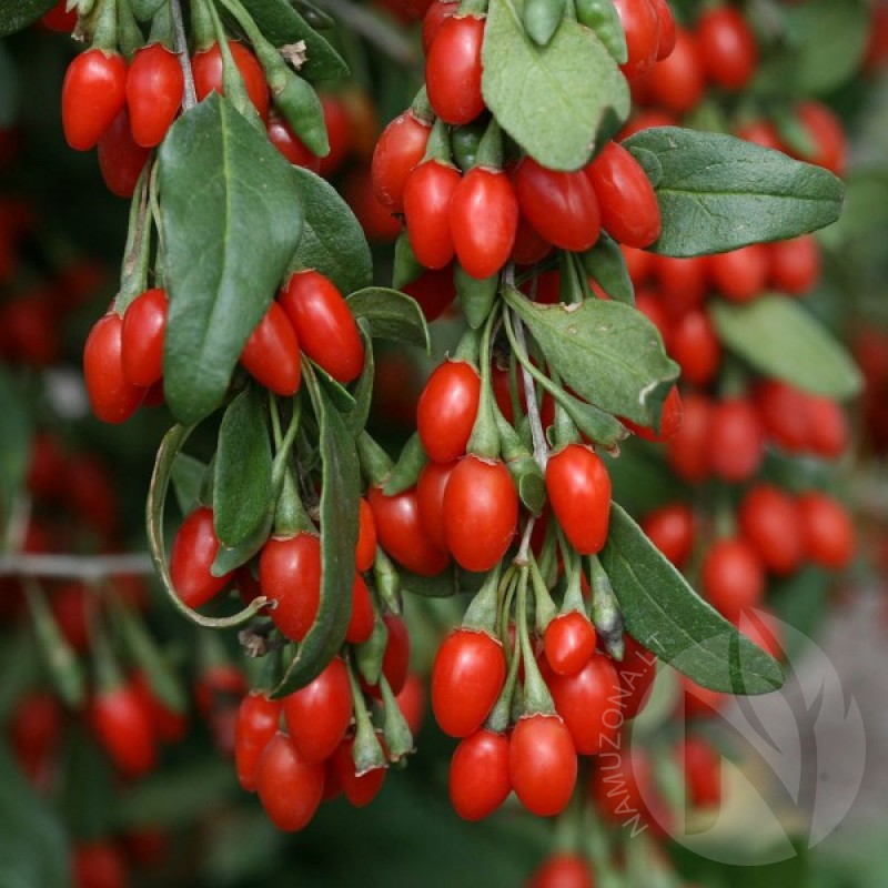 Goji Berry Wolfberry (Lycium Chinense) 50 seeds (#804)
