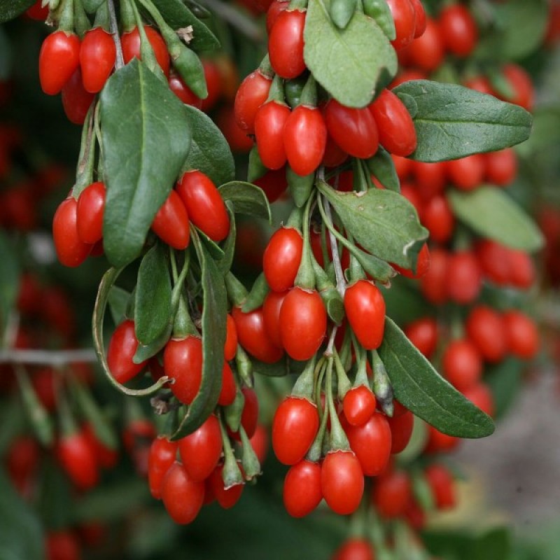 Goji Berry Wolfberry (Lycium Chinense) 50 seeds (#804)