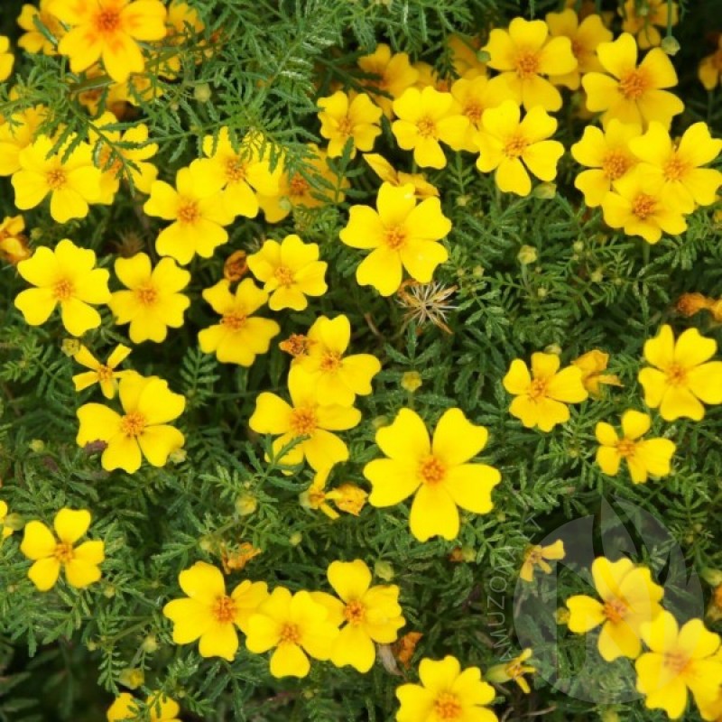 Golden Marigold (Tagetes tenuifolia Lulu) 100 seeds (#2184)