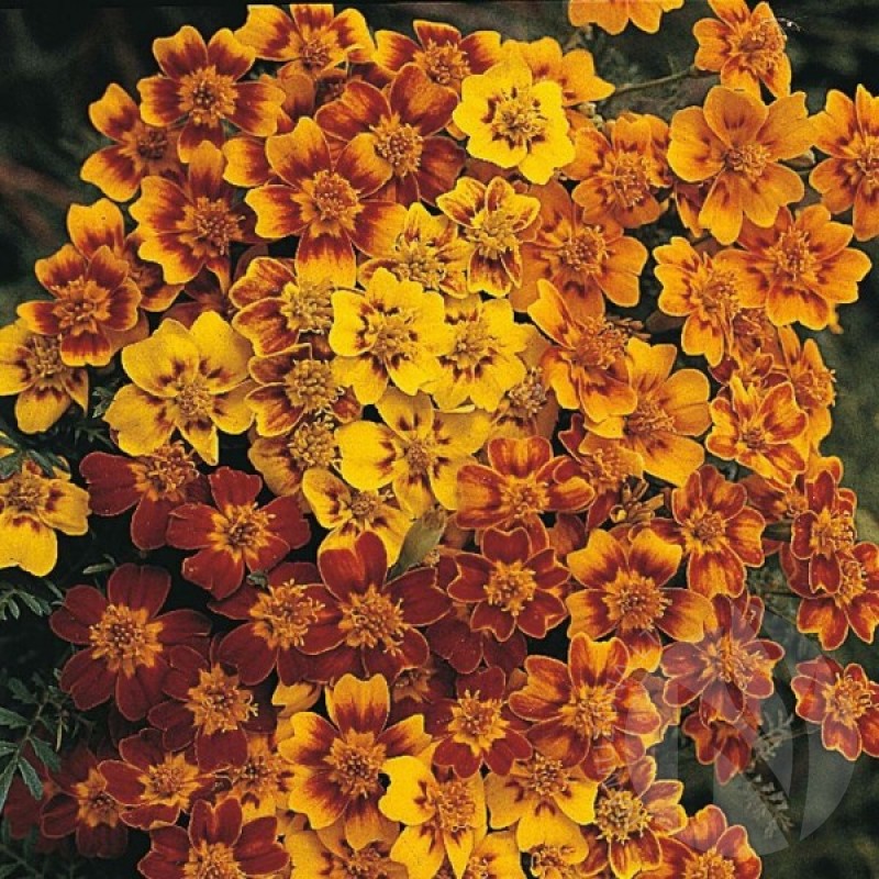 Golden Marigold (Tagetes tenuifolia Starfire mixed) 100 seeds (#1007)