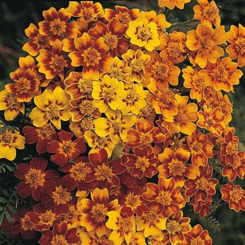 Golden Marigold (Tagetes tenuifolia Starfire mixed) 100 seeds (#1007)