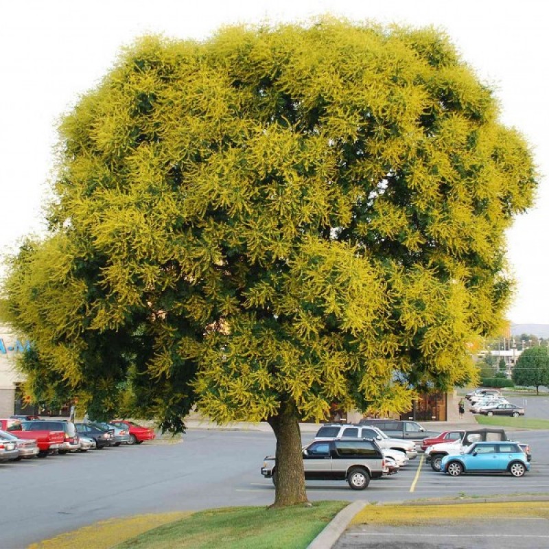 Golden Rain Tree (Koelreuteria Paniculata) 5 seeds (#160)