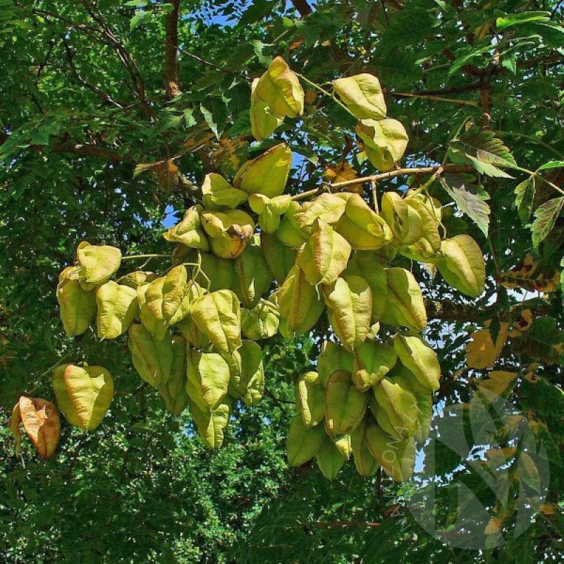 Kelreiterė gausiažiedė (Koelreuteria Paniculata) sėklos - 5 vnt. (#160)