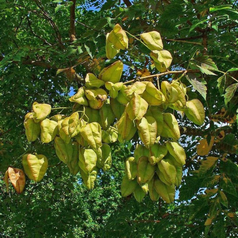 Kelreiterė gausiažiedė (Koelreuteria Paniculata) sėklos - 5 vnt. (#160)