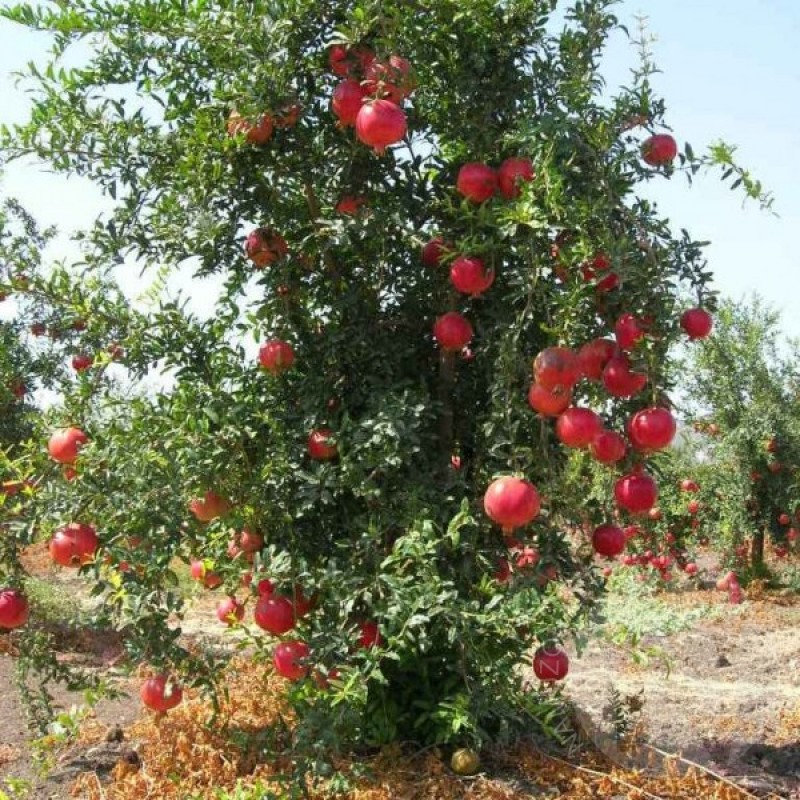 Pomegranate (Punica Granatum) 10 seeds (#130)
