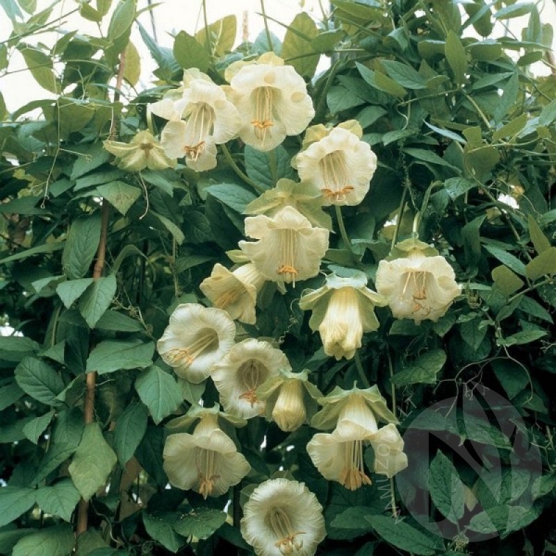 Kobėja lipikė vijoklinė (Cobaea Scandens Balta) sėklos - 6 vnt (#2242)