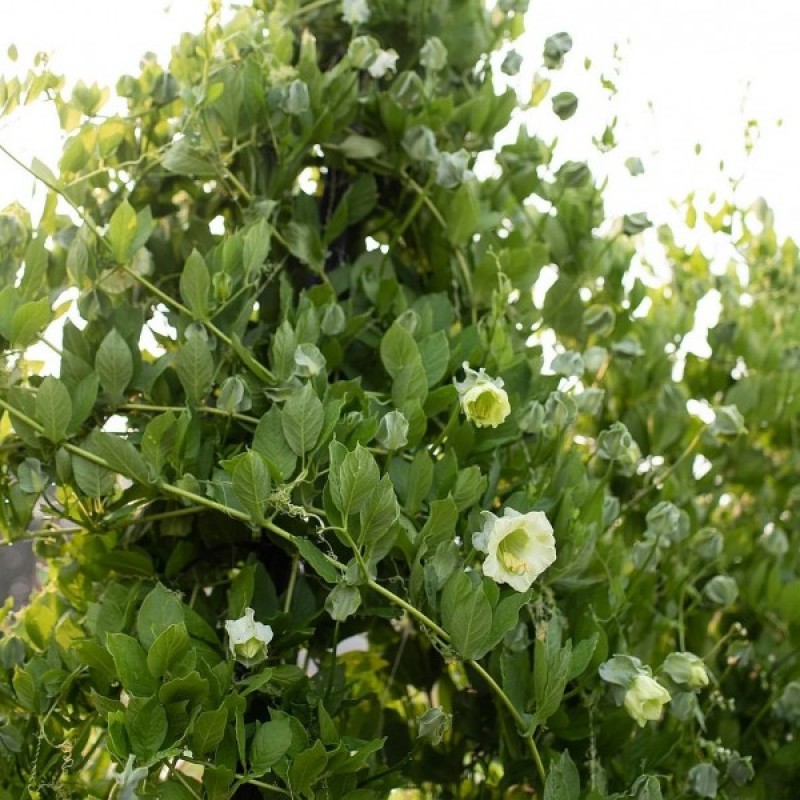Kobėja lipikė vijoklinė (Cobaea Scandens Balta) sėklos - 6 vnt (#2242)
