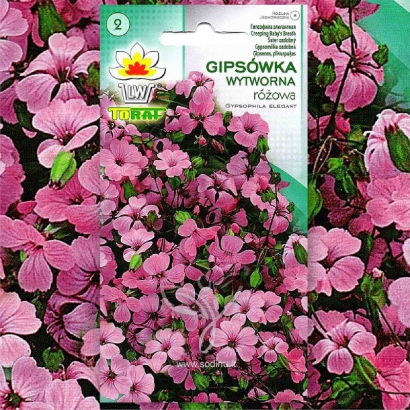 Showy Babys Breath (Gypsophila Elegans rose) 700 seeds (#1214)