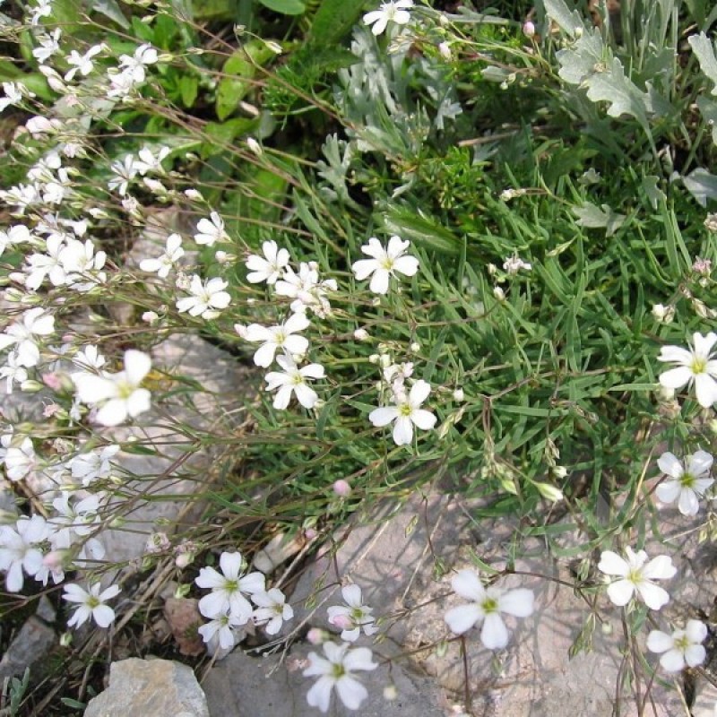 Guboja Puošnioji (Gypsophila Elegans) sėklos - 500 vnt (#1215)