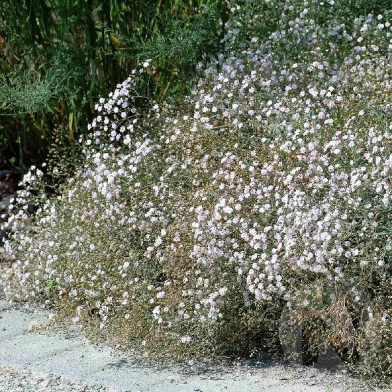 Guboja Šliaužiančioji (Gypsophila Repens mišinys) sėklos - 250 vnt (#1689)