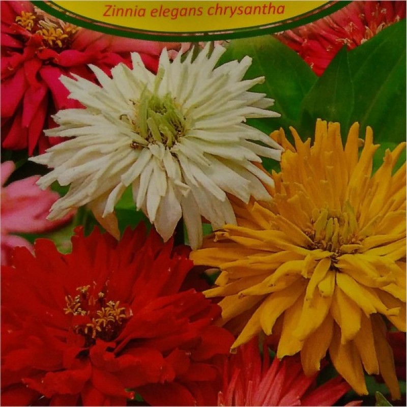 Gvaizdūnė puikioji (Zinnia Elegans chrysantha) sėklos - 100 vnt (#1706)
