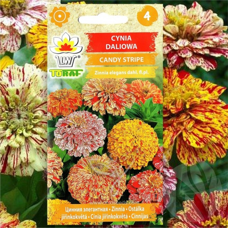 Zinnia (Zinnia Elegans dahliaeflora Candy Stripe mix) 100 seeds