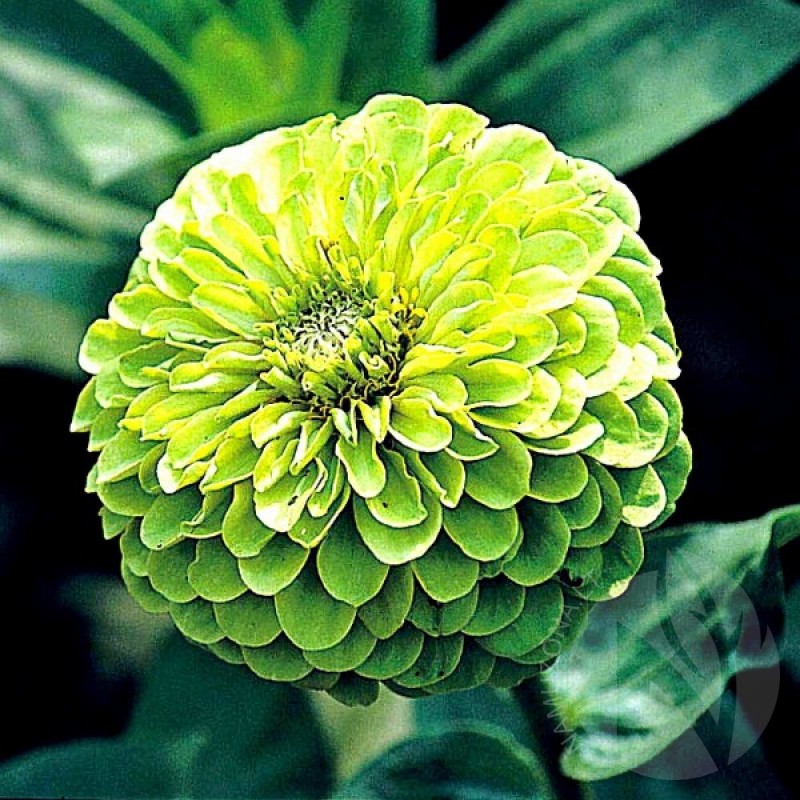 Gvaizdūnė puikioji (Zinnia Elegans dahliaeflora Envy) sėklos - 40 vnt (#1334)