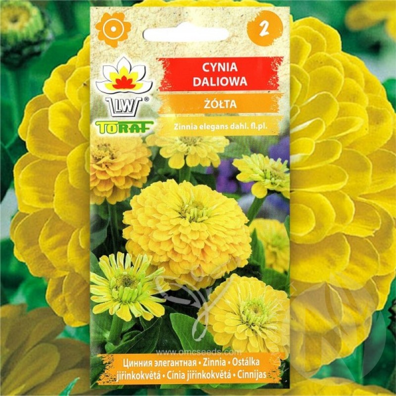 Zinnia (Zinnia Elegans dahliaeflora Yellow) 40 seeds (#2257)