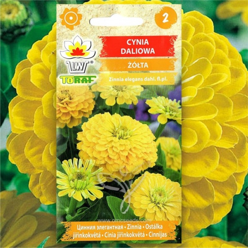 Gvaizdūnė puikioji (Zinnia Elegans dahliaeflora geltona) sėklos - 40 vnt (#2257)