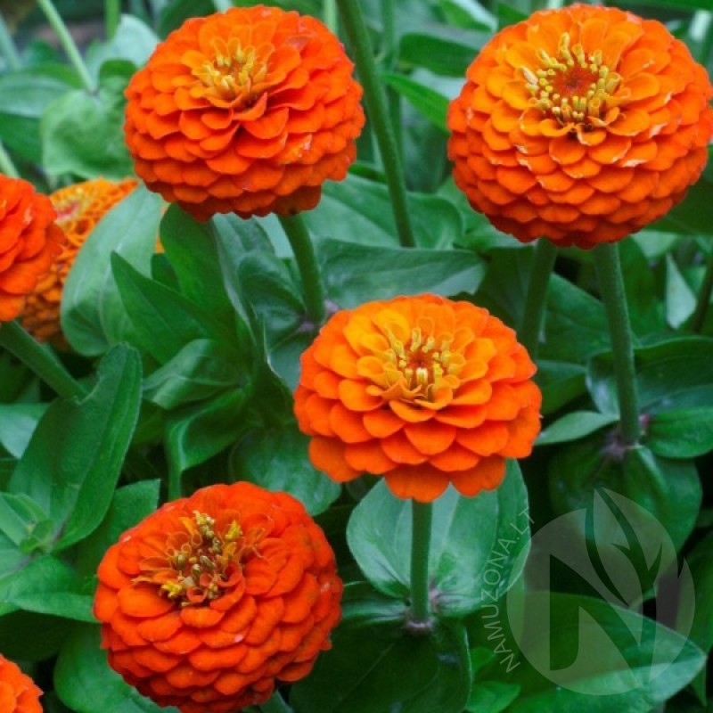 Gvaizdūnė puikioji (Zinnia Elegans dahliaeflora oranžinė) sėklos - 40 vnt (#2290)