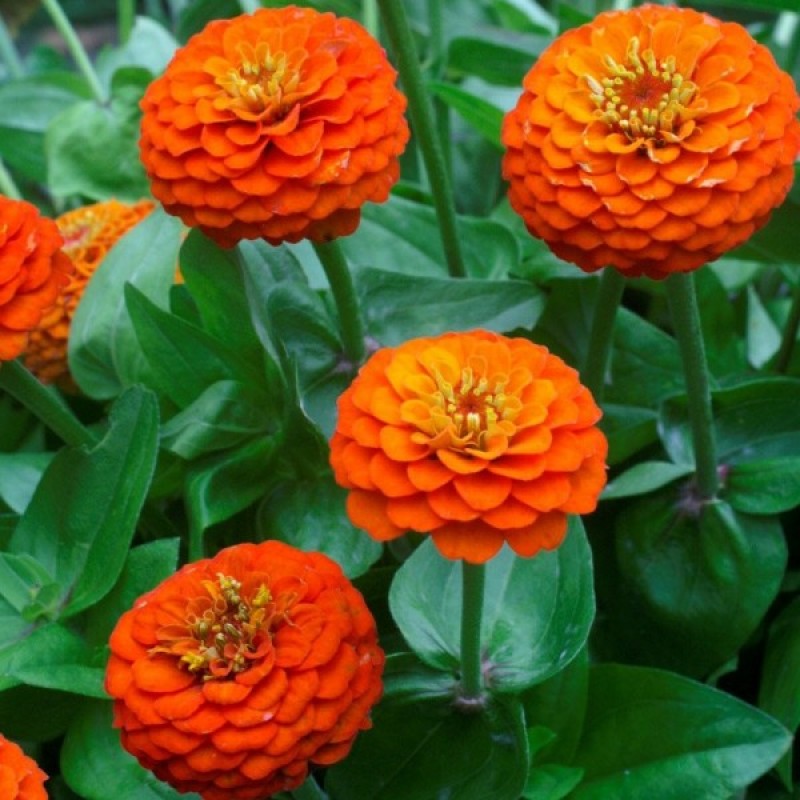 Gvaizdūnė puikioji (Zinnia Elegans dahliaeflora oranžinė) sėklos - 40 vnt (#2290)