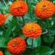 Zinnia (Zinnia Elegans dahliaeflora orange) 40 seeds (#2290)