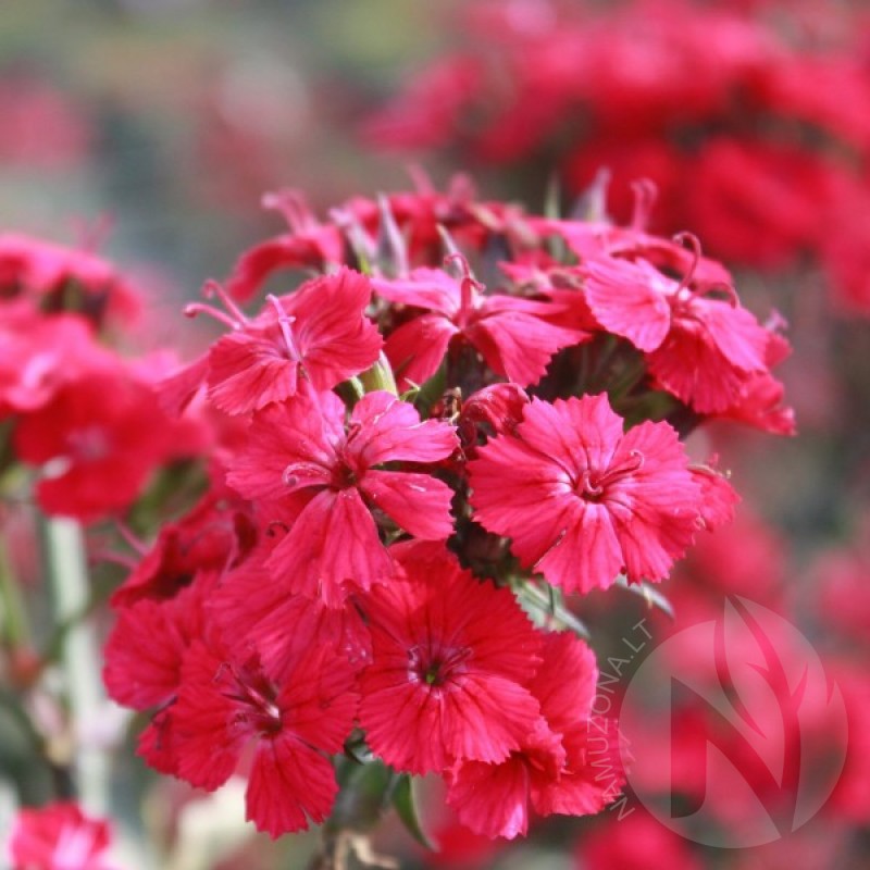 Gvazdikas barzdotasis (Dianthus Barbatus Newport Pink) sėklos - 200 vnt (#1766)