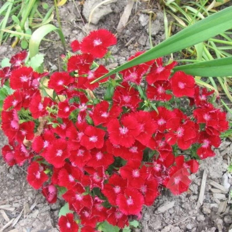 Gvazdikas barzdotasis (Dianthus Barbatus Scarlet Queen) sėklos - 300 vnt. (#1103)