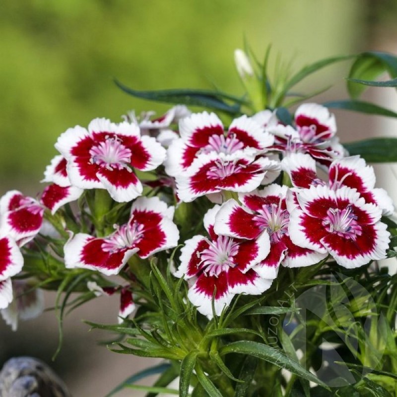 China Pinks (Dianthus Chinensis Holborn Glory) 150 seeds (#1764)