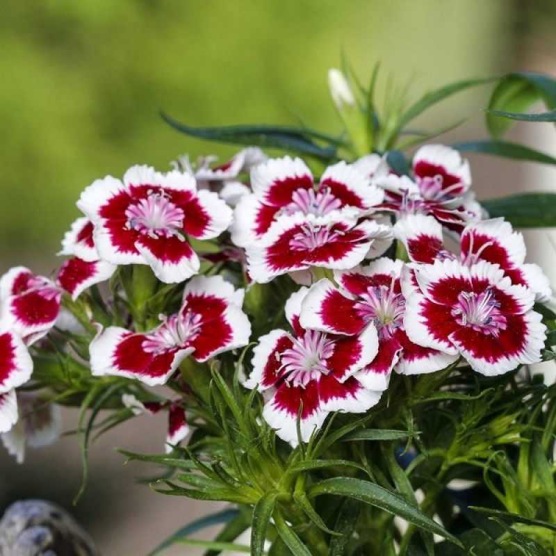 China Pinks (Dianthus Chinensis Holborn Glory) 150 seeds (#1764)