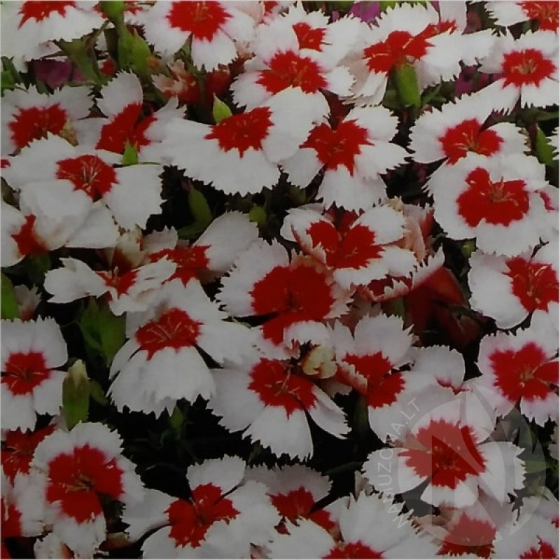 China Pinks (Dianthus Chinensis Merry Go-Round) 150 seeds (#1765)