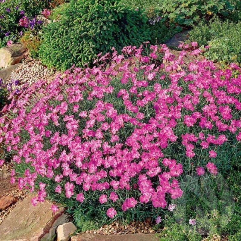 Cheddar Pink Rose (Dianthus Gratianopolitanus) 100 seeds (#2198)