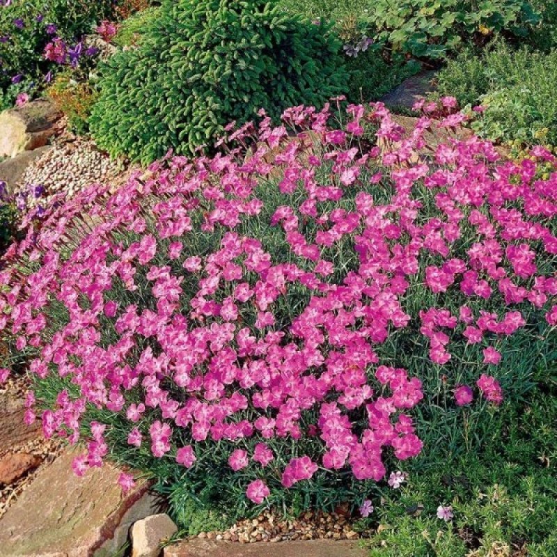 Cheddar Pink Rose (Dianthus Gratianopolitanus) 100 seeds (#2198)