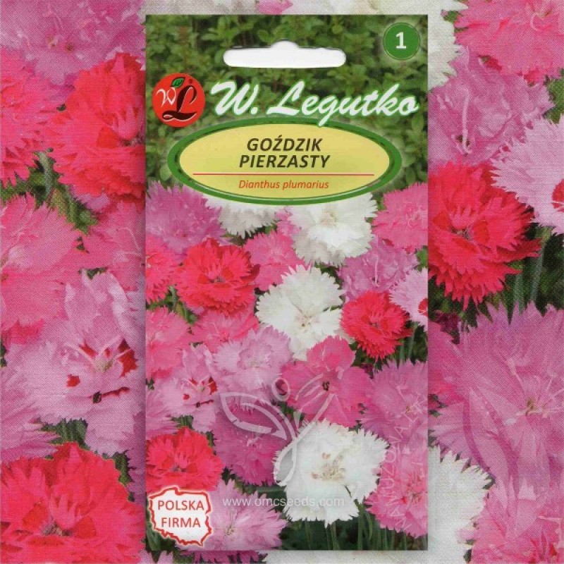 Border Pinks (Dianthus Plumarius Mix) 100 seeds (#1096)