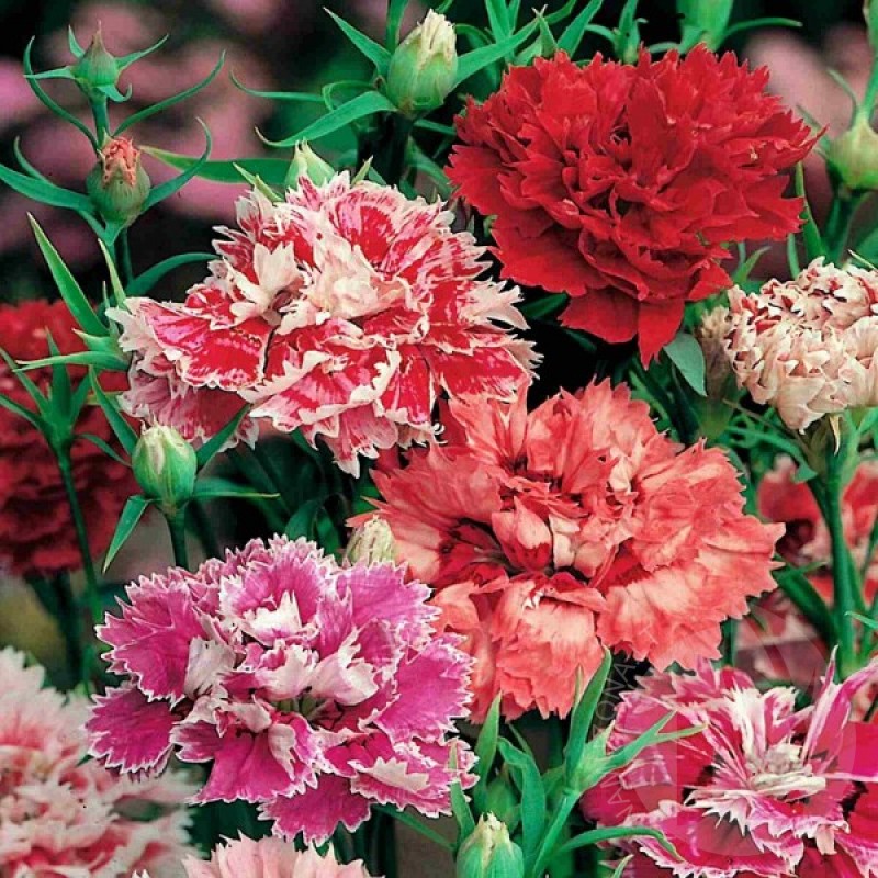 Garden Pinks (Dianthus Plumarius Spring Beauty Mix) 200 seeds (#1992)
