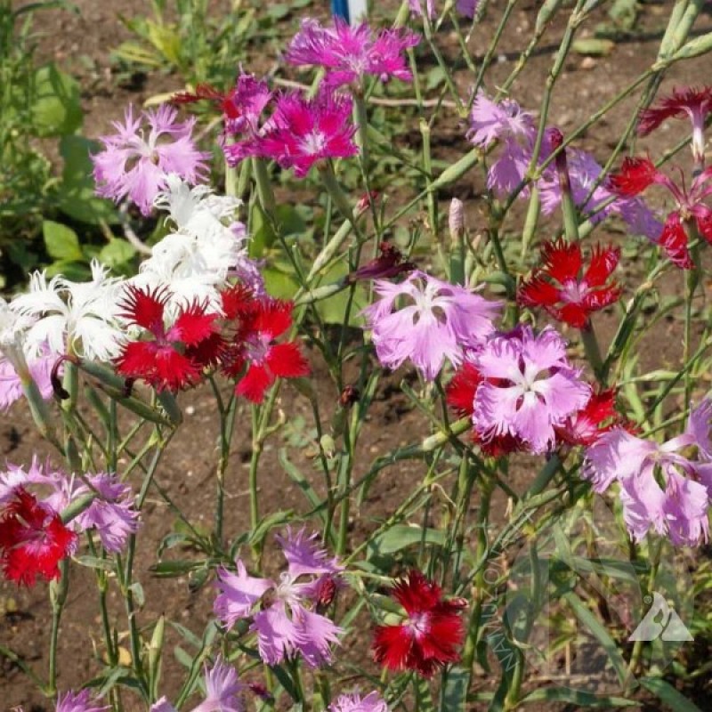 Gvazdikas puošnusis (Dianthus Superbus mišinys) sėklos - 200 vnt (#2136)