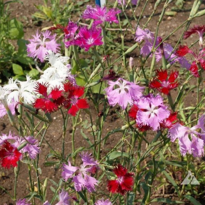 Gvazdikas puošnusis (Dianthus Superbus mišinys) sėklos - 200 vnt (#2136)