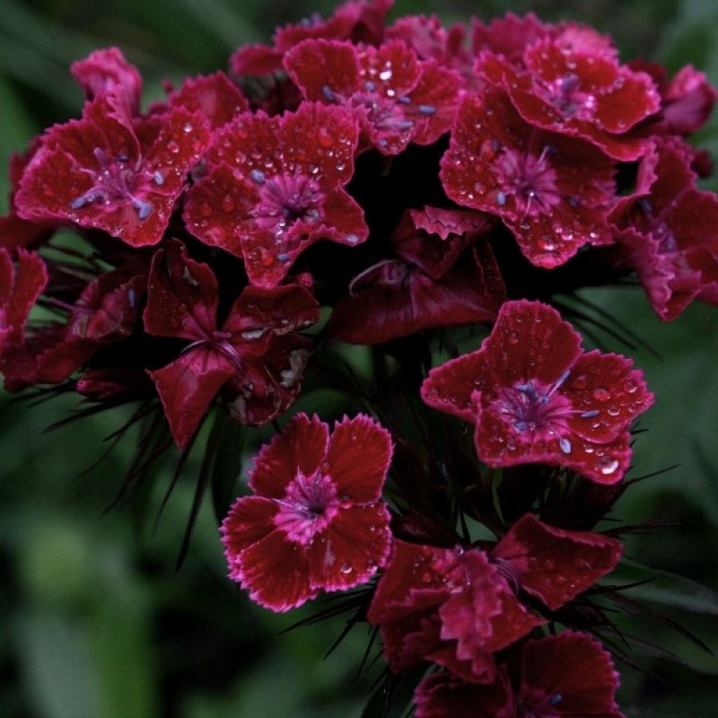 Gvazdikas šiurpinis (Dianthus Barbatus Black Magic) sėklos - 200 vnt (#1519)
