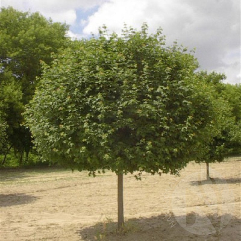 Klevas trakinis (Acer Campestre) sėklos - 20 vnt. (#255)