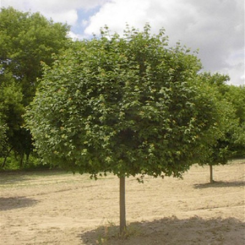 Klevas trakinis (Acer Campestre) sėklos - 20 vnt. (#255)