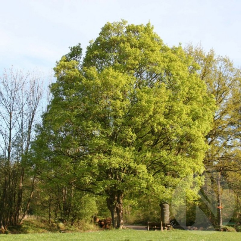 Hedge Maple (Acer Campestre) 20 seeds (#255)