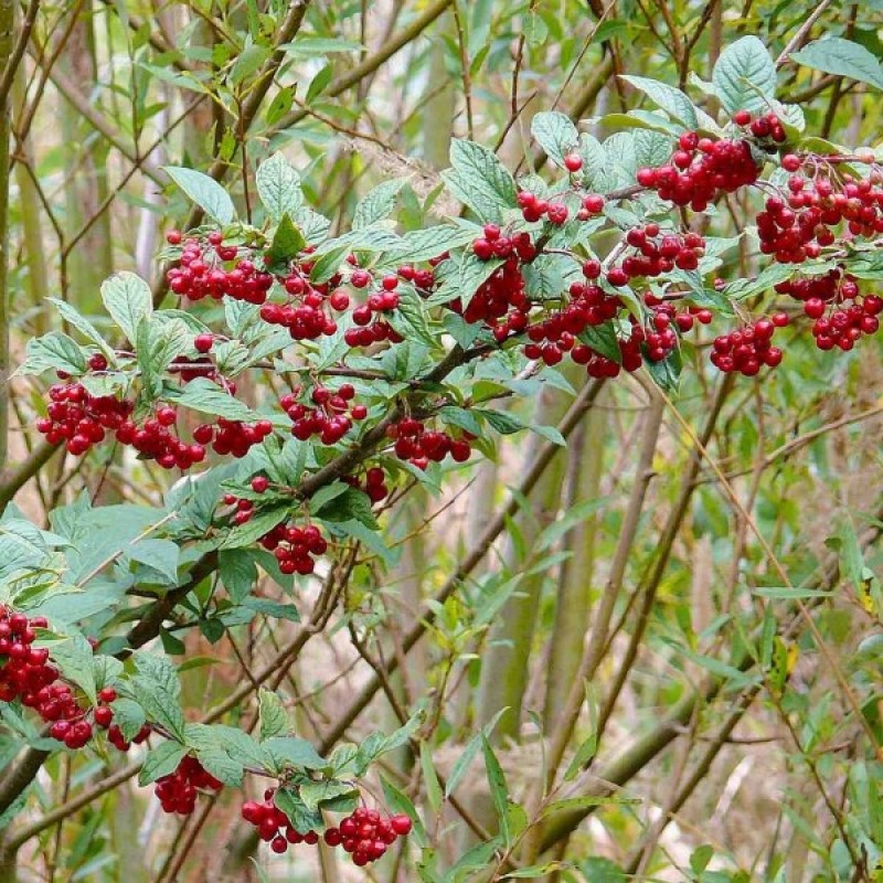 Hollyberry Cotoneaster (Cotoneaster Bullatus) 15 seeds (#812)