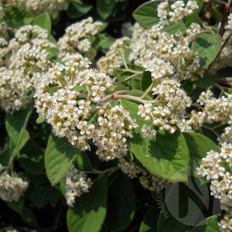 Hollyberry Cotoneaster (Cotoneaster Bullatus) 15 seeds (#812)