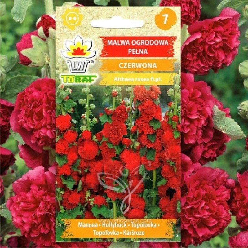 Hollyhock (Althaea Rosea red) 30 seeds (#2181)