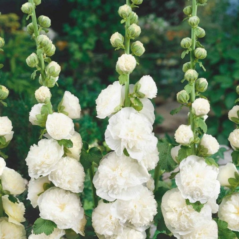 Double Hollyhock CHATER'S WHITE Double Blooms Alcea Rosea Seeds 20 Seeds