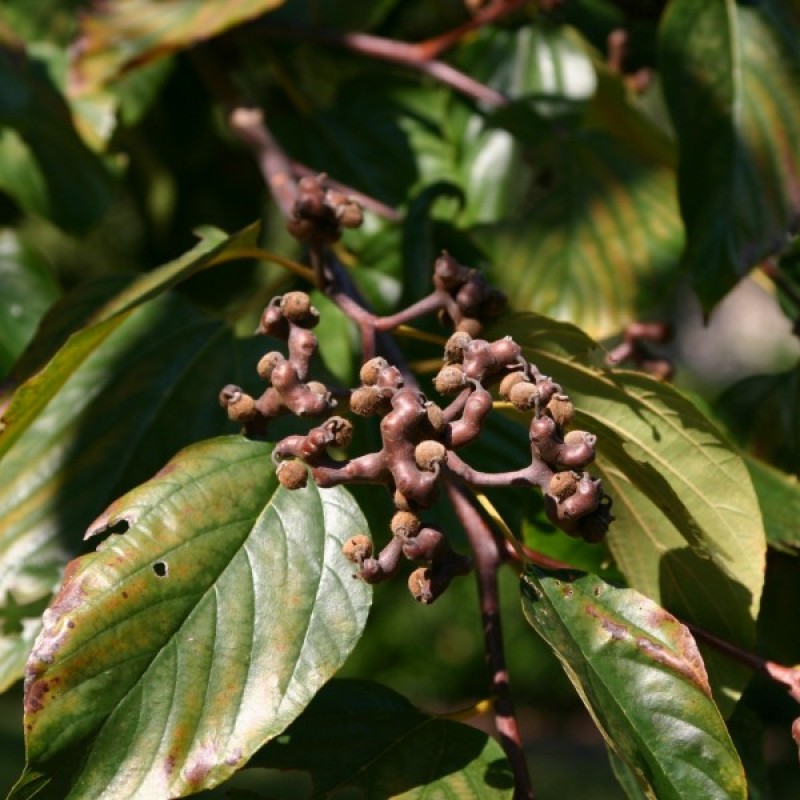 Japanese Raisin tree (Hovenia Dulcis) 10 seeds (#50)
