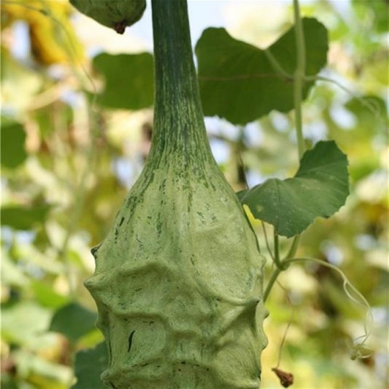 Calabash (Lagenaria Siceraria Marenka) 10 seeds (#1285)