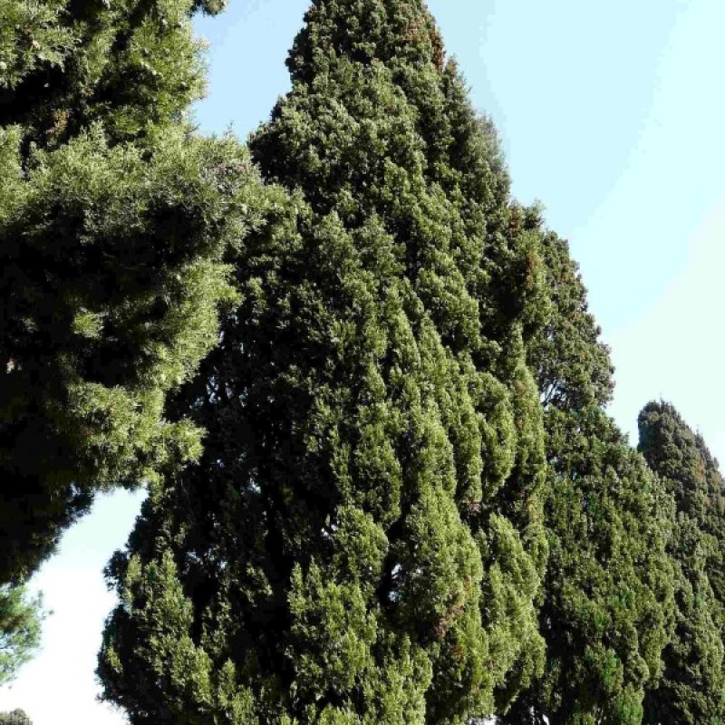 Italian Cypress (Cupressus Sempervirens) 50 seeds (#48)