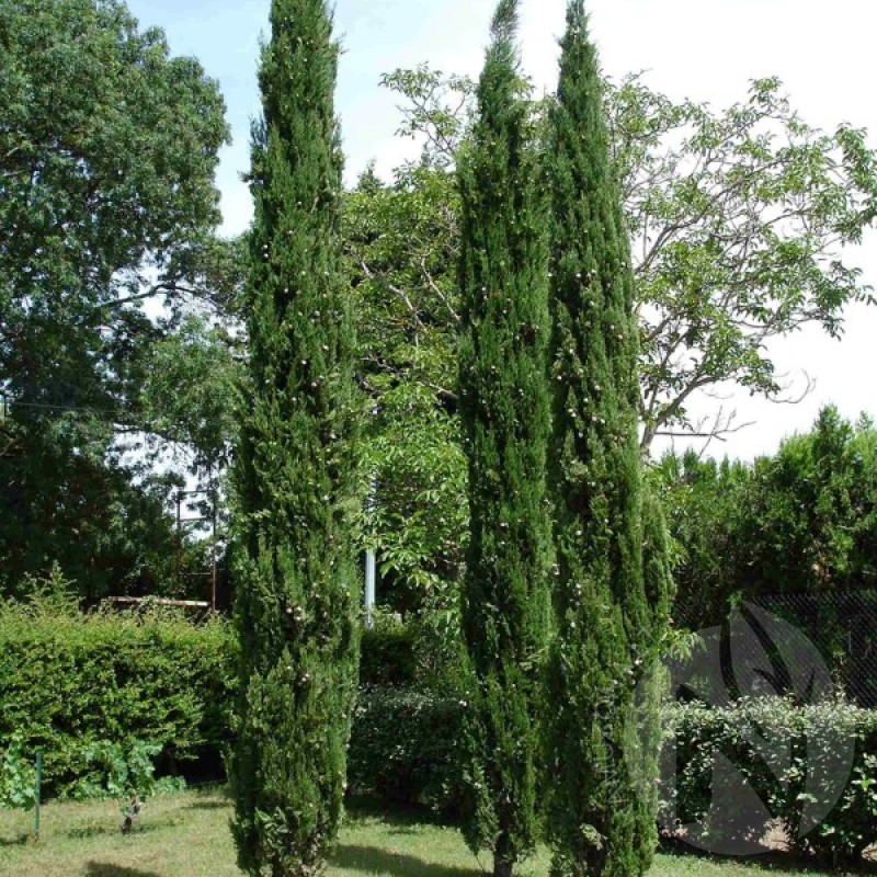 Italian Cypress (Cupressus Sempervirens Stricta) sėklos - 20 vnt. (#248)