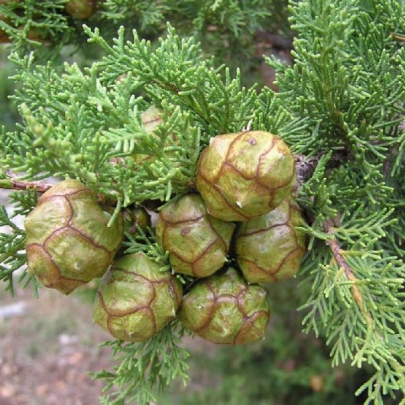 Details about   ITALIAN CYPRESS TREE" Cupressus Sem." 100 SEEDS FROM S.AFRICA 8 WEEKS DELIVERY 